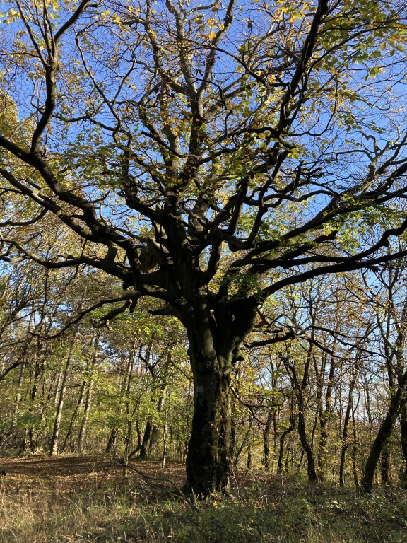 beillesztett kép