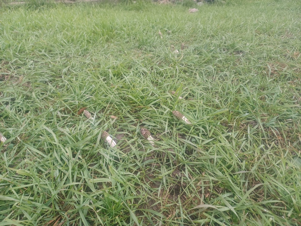beillesztett kép