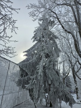 pic