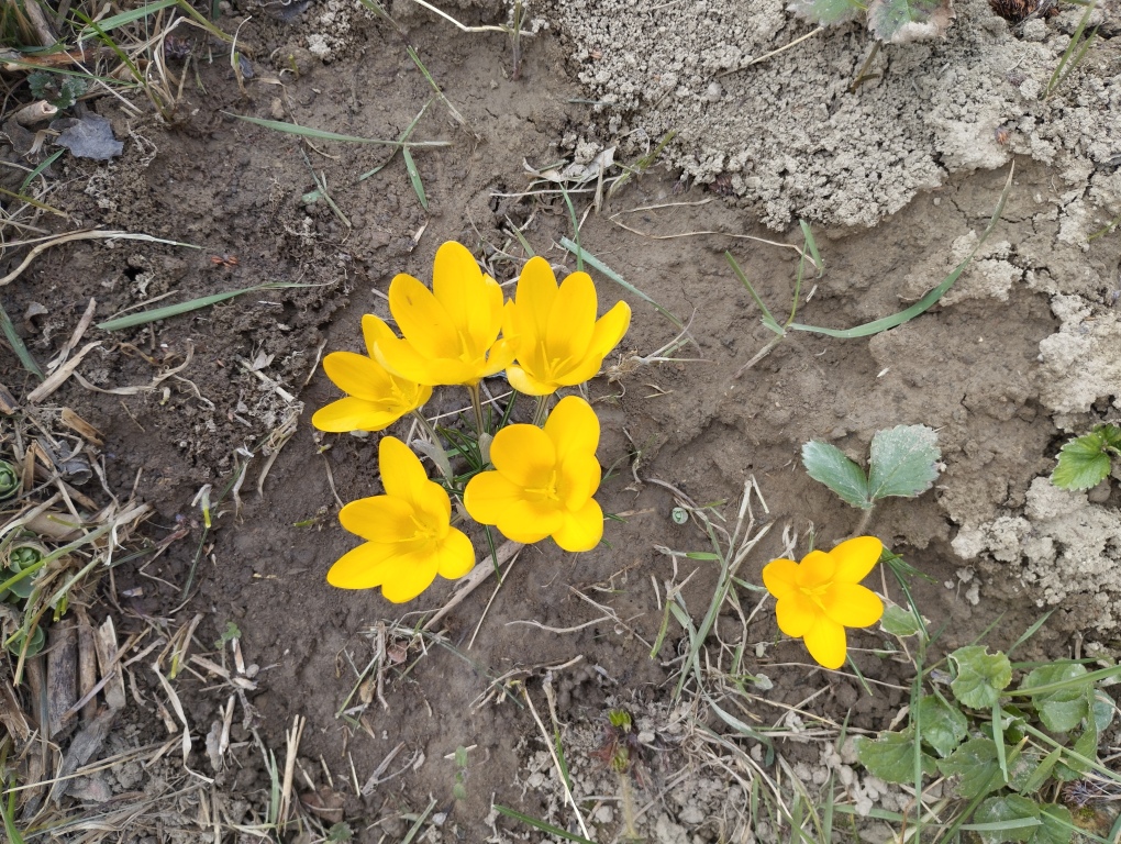 beillesztett kép