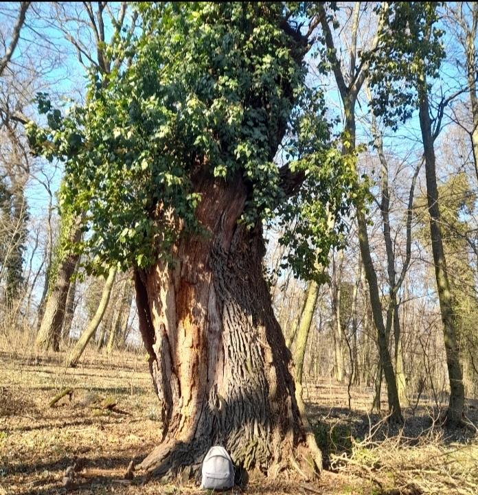 beillesztett kép