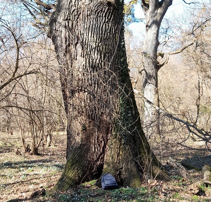 beillesztett kép