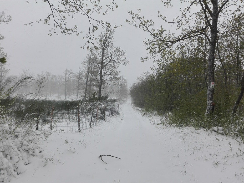 beillesztett kép