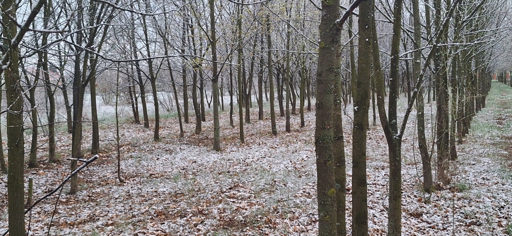 beillesztett kép