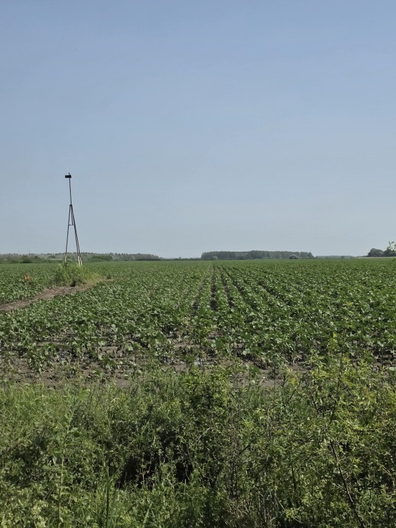 beillesztett kép