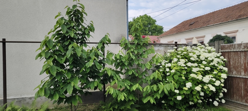 beillesztett kép