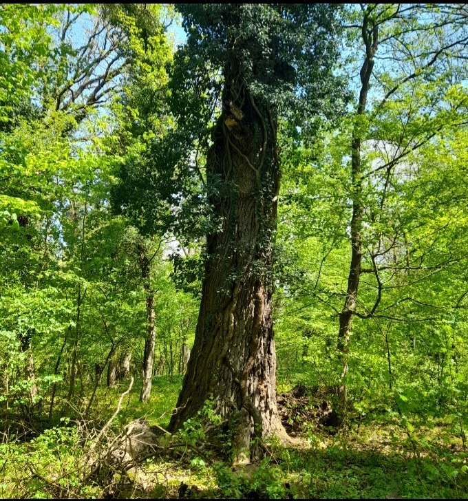 beillesztett kép