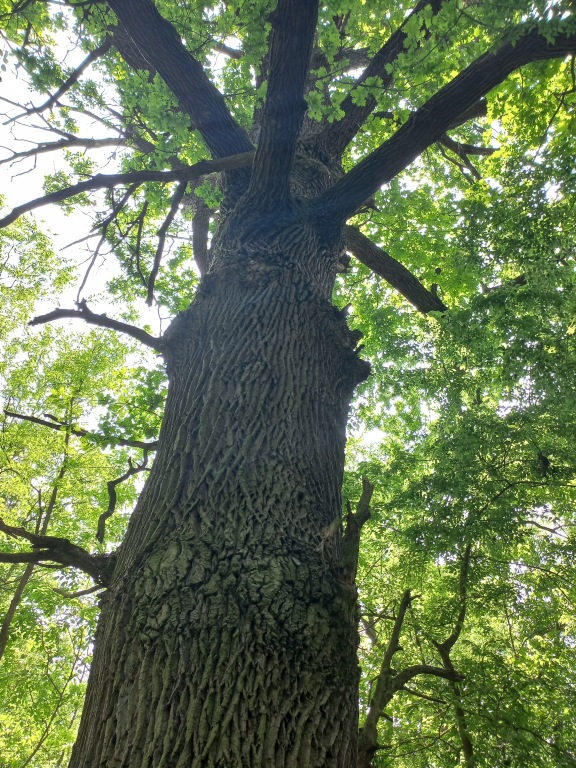beillesztett kép