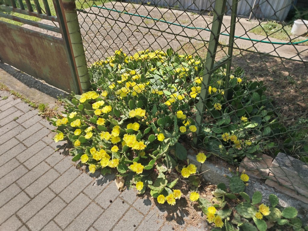 beillesztett kép