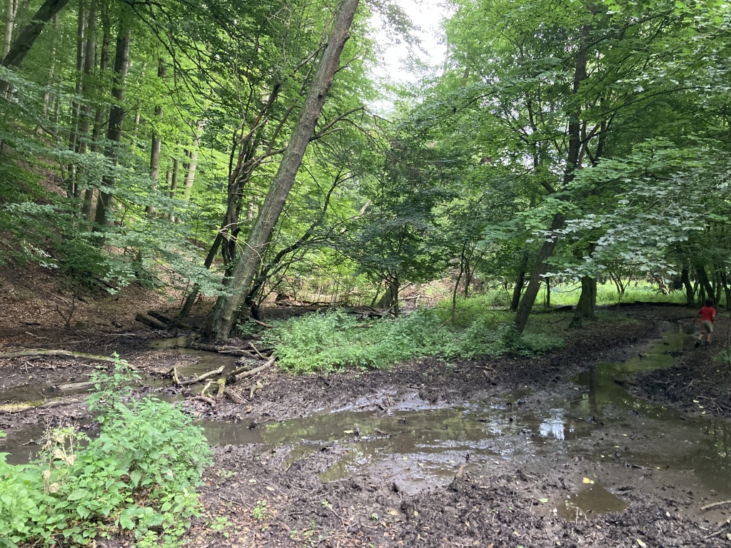 beillesztett kép