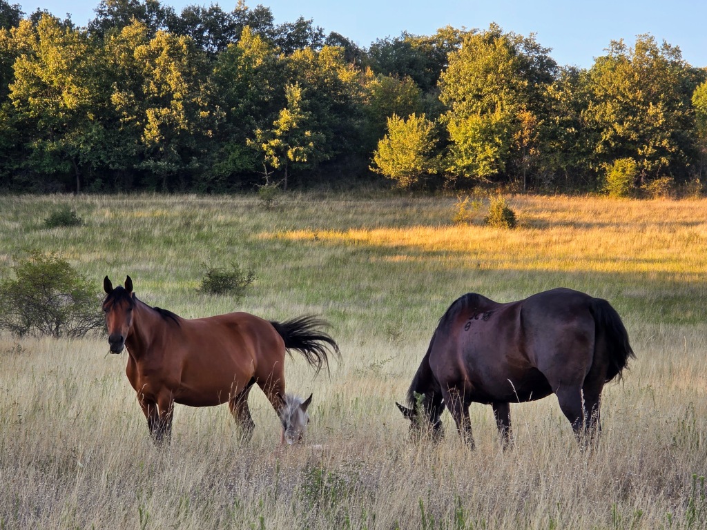 beillesztett kép