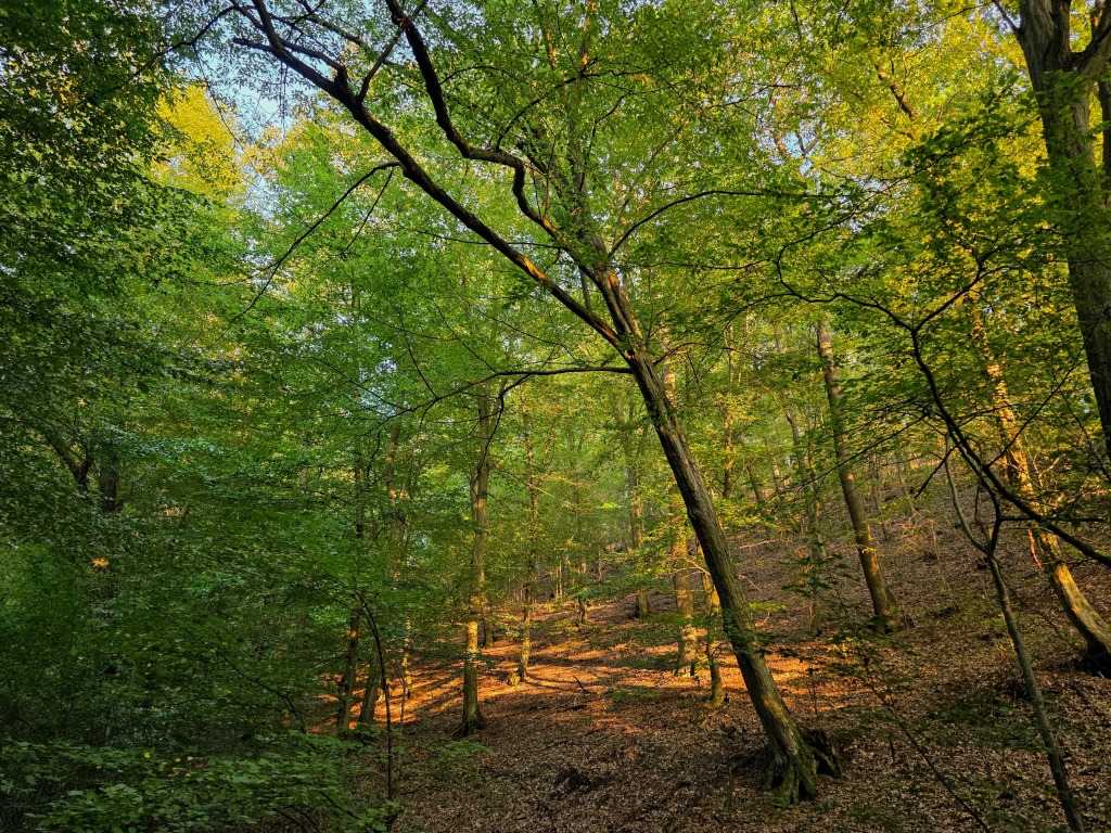 beillesztett kép