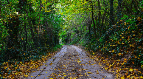pic