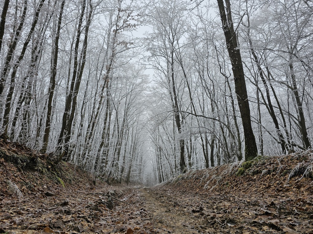 beillesztett kép