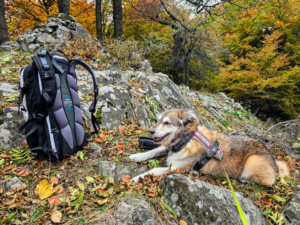 beillesztett kép